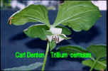 Trillium.cernuum.jpg (27935 bytes)