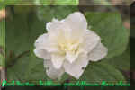 Trillium grandiflorum flora plenum 184.jpg (29629 bytes)