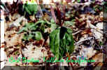 Trillium lancefolium. 2000 jpg..jpg (89940 bytes)