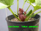 Trillium petiolatum  209.jpg (22886 bytes)